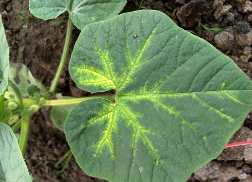 1666926784186041.png image.png