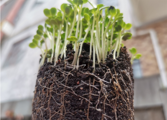 根系分析儀是什么？植物根系掃描系統(tǒng)可測(cè)量范圍介紹