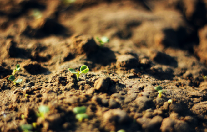 種子發(fā)芽箱溫度怎樣設(shè)定？種子發(fā)芽箱使用說明