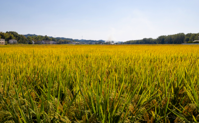 土壤成分分析儀可以實現(xiàn)針對性施肥（土壤檢測儀內置測土配方施肥系統(tǒng)）