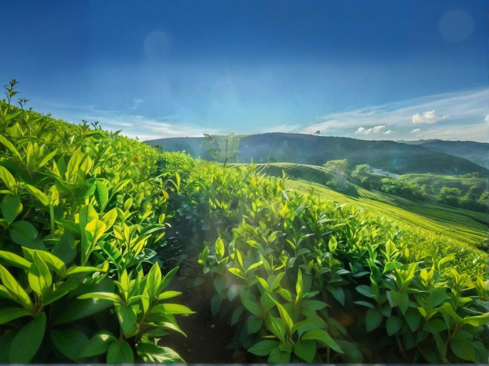 荼葉生產地配置了萊恩德農藥殘留檢測儀，提升茶葉銷售市場