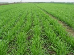 農(nóng)殘快速檢測儀對(duì)悅莊韭菜做農(nóng)殘檢測