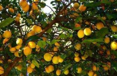 農(nóng)藥殘留快速分析儀降低大英白檸檬農(nóng)殘風(fēng)險(xiǎn)